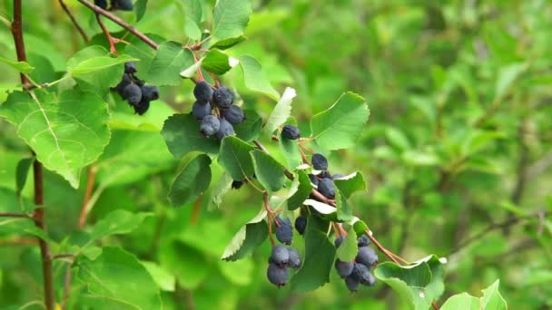 Amelanchier alnifolia, il saskatoon, il serviceberry del Pacifico, il serviceberry occidentale sui rami di un albero che raccoglie bacche. focus selettivo — Video Stock