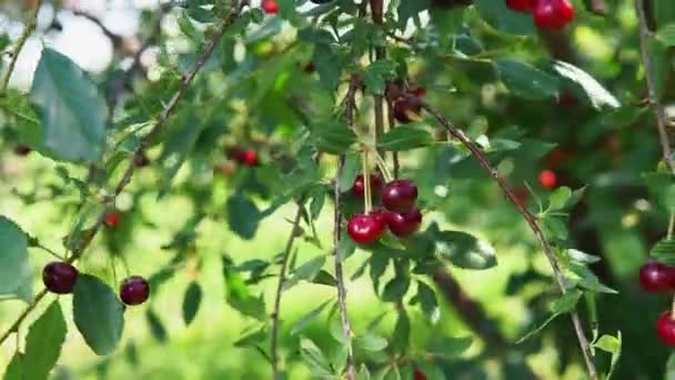 Ciliegia sull'albero, vitamina C alta e frutti antiossidanti. Fresco organico sull'albero. — Video Stock