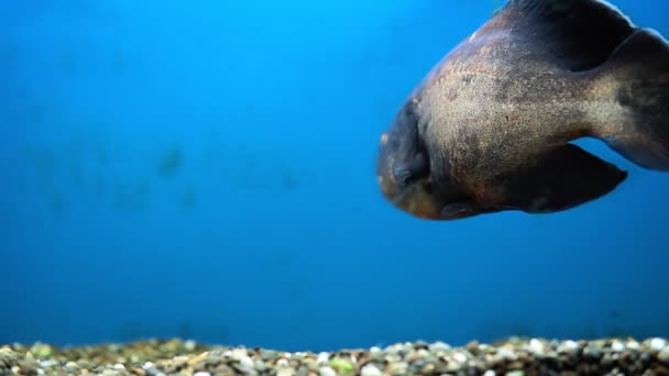 Astronotus ocellatus is een straalvinnige vissensoort uit de familie van cichliden (Cichliden). in het aquarium. selectieve focus — Stockvideo