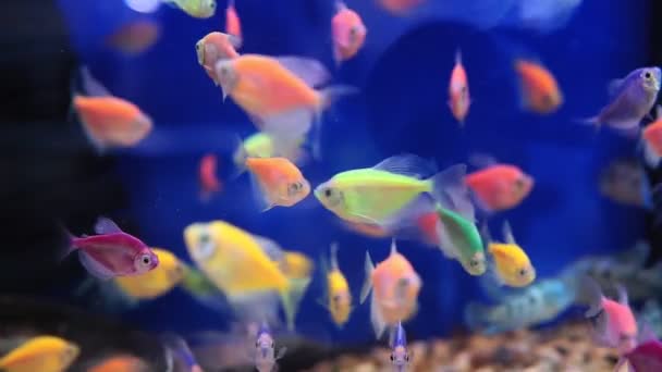 Aquarium mit vielen kleinen Fischen. Ternary und Barbus in einem dunklen Aquarium. Selektiver Fokus — Stockvideo