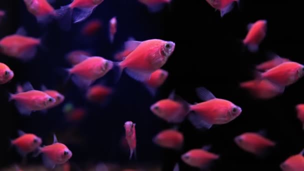 Många fiskar simmar i ett stort akvarium. Selektiv inriktning. — Stockvideo