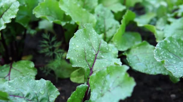 Frische grüne Blätter aus biologischem Blattgemüse, erntereif. — Stockvideo