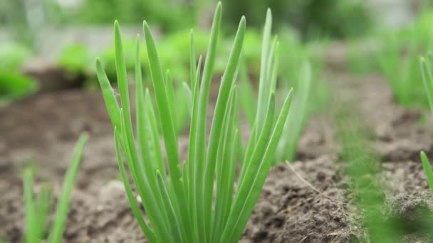 Uienclose-up. Groene uien groeien op een bed in de grond. Groenten telen op een biologische boerderij — Stockvideo