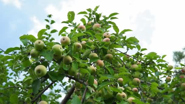 Сочные яблоки готовы к сбору урожая на яблочной плантации. Закрыть селективную фокусировку — стоковое видео