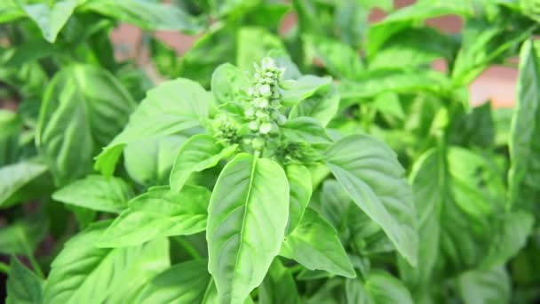 Zelené listy Basil blízko - roste organické rostliny. Ocimum basilicum — Stock video