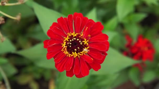Rode Zinnia bloem in de tuin close-up — Stockvideo