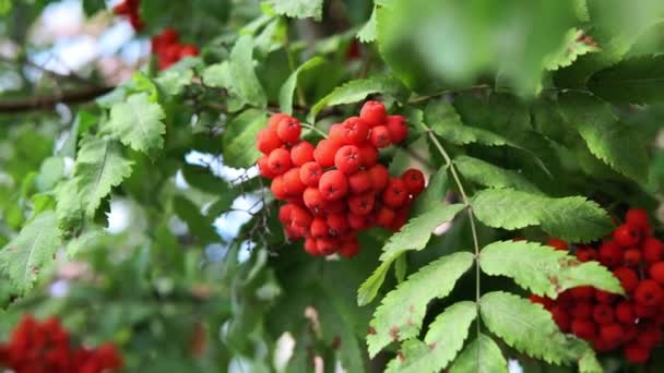 Drzewo jesionu europejskiego lub Sorbus Aucuparia, z dojrzałymi jagodami. — Wideo stockowe