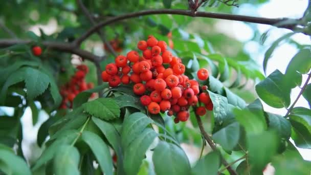 Röda rönnnnnnbär, rönn Sorbus träd med mogna bär på en trädgren — Stockvideo