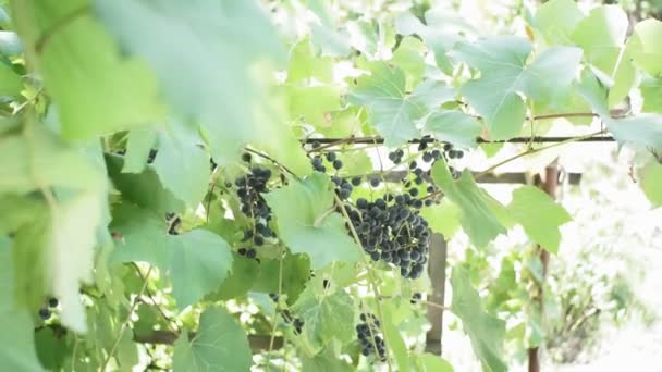 Zwarte druiven Isabella in de wijngaard. de teelt van druiven voor wijn — Stockvideo