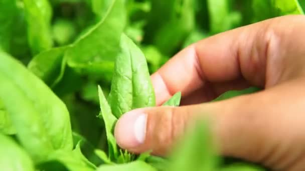 Espinafre crescendo no jardim. Folhas naturais frescas de espinafre crescendo Bio spanach. — Vídeo de Stock