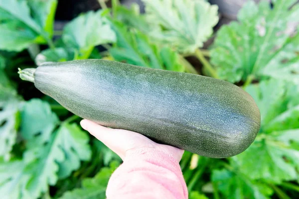 Zucchini Ernte Den Händen Einer Bäuerin Ernte Von Bio Gemüse — Stockfoto