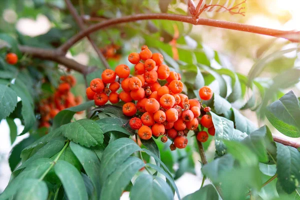 Red Rowan Berries Mountain Ash Sorbus Tree Ripe Berry Tree — Stock Photo, Image