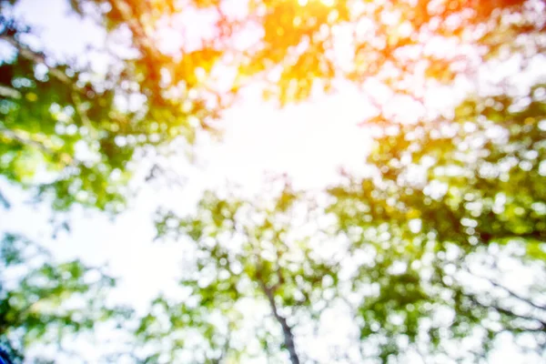 Nadelwald Morgen Nadelwald Alte Kiefern Unscharfer Sommerhintergrund — Stockfoto