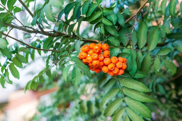 Rowan Wczesną Jesienią Owoce Popiołu Górskiego Sorbus Aucuparia Europejski Gałęzi — Zdjęcie stockowe