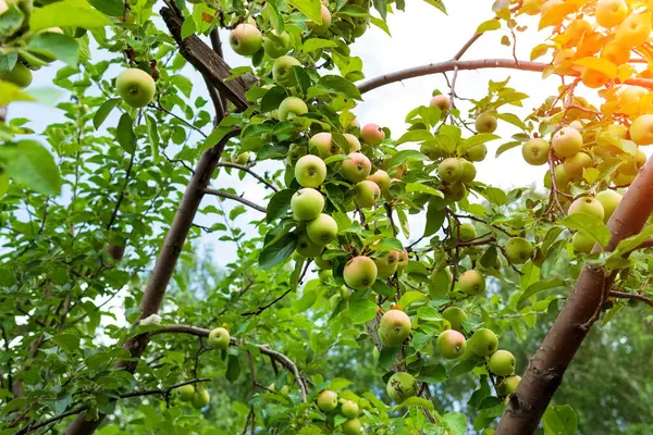 Fruit Trees Harvest Ripe Red Apples Summer Season Organic Fruit — Stock Photo, Image