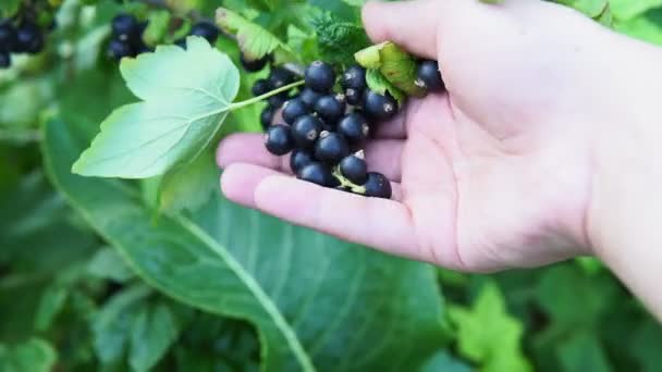 Mogna svarta vinbär som växer i en trädgård som sommarskörd — Stockvideo