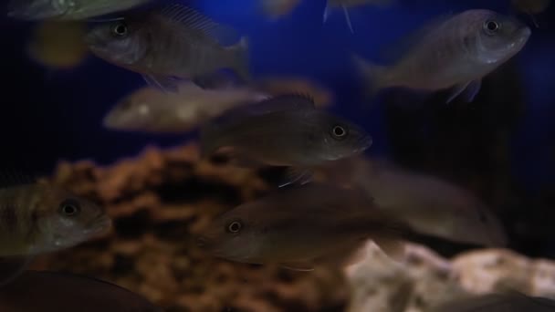 Coloré de poissons d'ornement, de cichlidés africains, de paon du Malawi dans un aquarium. c'est une famille de Cichlidés africains. — Video