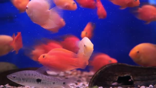 Goudvissen in het aquarium, vissen in het aquarium, tropische vissen in het aquarium — Stockvideo