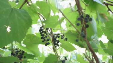 Bir yaz günü üzüm bağında siyah üzüm. organik meyve yetiştirme