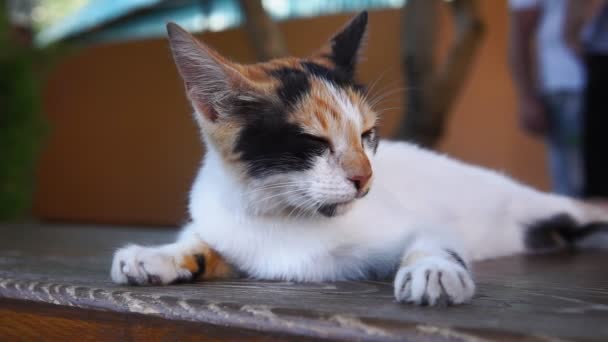 Портрет бродячей кошки спит на скамейке. Концепция защиты и усыновления животных. селективный фокус — стоковое видео