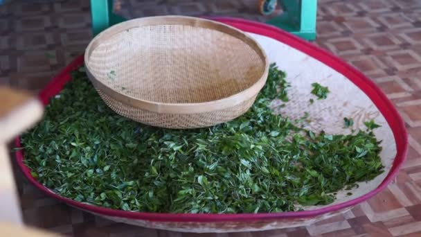 Preparación procesamiento de té verde fresco en la plantación. enfoque selectivo — Vídeos de Stock