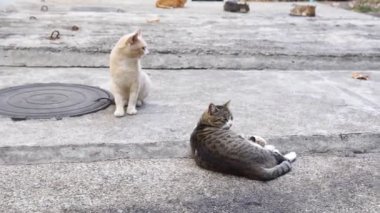 Sokaktaki vahşi sokak kedileri. Evsiz hayvanlara yardım. Seçici odak.
