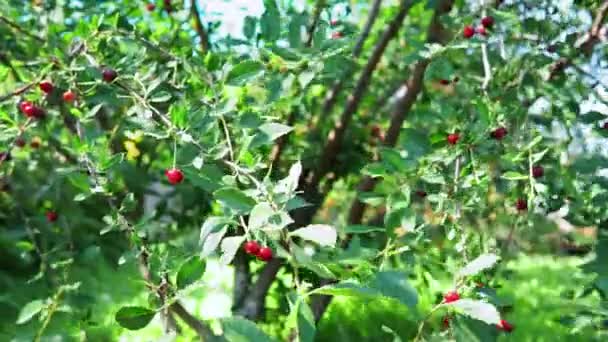 Ciliegie mature appese a un ramo di ciliegio. frutta, ciliegeto — Video Stock