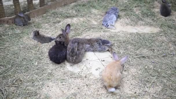 Muitos coelhos jazem na grama. Coelhos decorativos em uma loja de animais, venda de animais — Vídeo de Stock