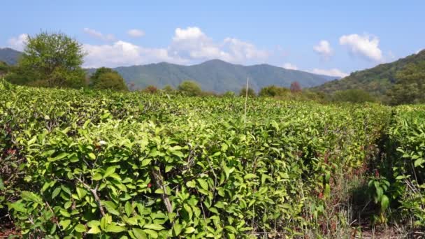 Hojas de té verde en el arbusto de té. la cámara estática, la cosecha de otoño — Vídeos de Stock