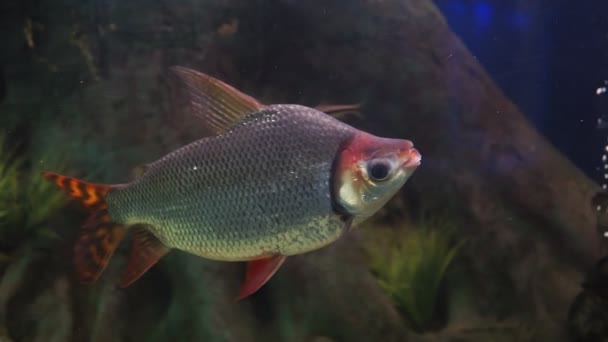 Distichum losasso, Distichodus länge nosed Distichodus lusosso. fisk i akvariet. selektivt fokus — Stockvideo