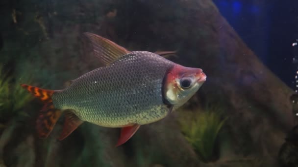 Distichum losasso, Distichodus met lange neus Distichodus lusosso. vissen in het aquarium. selectieve focus — Stockvideo