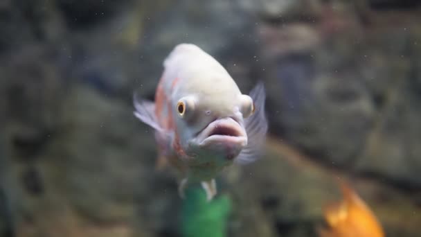 Oculaire astronotus of Oscar vis in een aquarium close-up. selectieve focus — Stockvideo