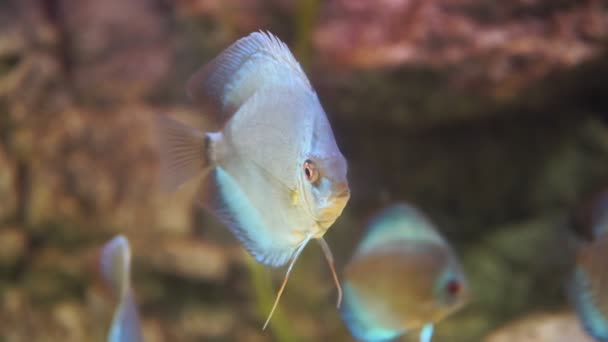 Discus vis algemeen in het Amazonegebied woont in Zuid-Amerika, Brazilië, Peru — Stockvideo