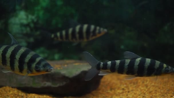 Vis leporine acht banded leporinus in het aquarium selectieve focus — Stockvideo