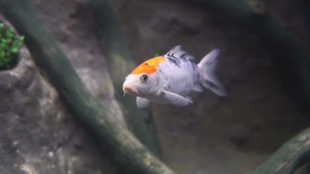 Naadloze koi karpers, prachtige kleurrijke koi vissen zwemmen in de vijver — Stockvideo