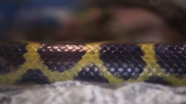 Serpiente Anaconda de cerca arrastrándose en un terrario. enfoque selectivo — Vídeos de Stock