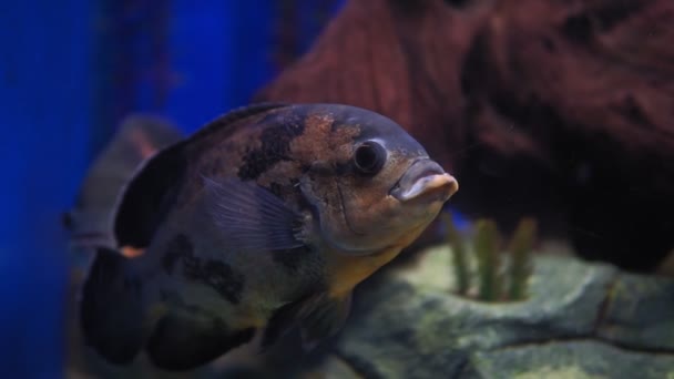 Peces de acuario. Cichlid astronotus, o Oscar. Peces de agua dulce. El brillante pez Oscar es un pez de agua dulce sudamericano de la familia de los cíclidos.. — Vídeo de stock