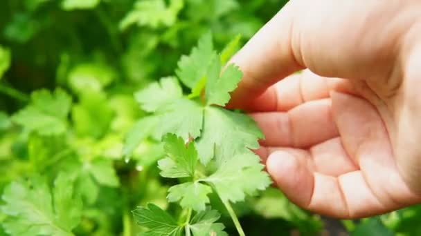 Zöld koriander levelek növényi élelmiszer-összetevők — Stock videók