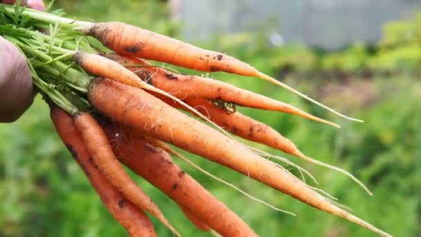 Oogst van wortelen in de handen van een landbouwer close-up — Stockvideo