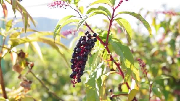 Laconosa keř phytolacca americana s červenými listy a hrozny lesních plodů. — Stock video