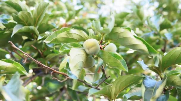 Persimmon bomen met persimmons op boomtakken. Tuin met gewas. — Stockvideo