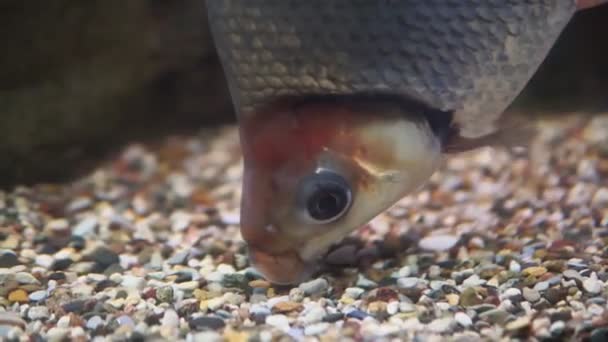 Distichum losasso, Distichodus met lange neus Distichodus lusosso. vissen in het aquarium. selectieve focus — Stockvideo