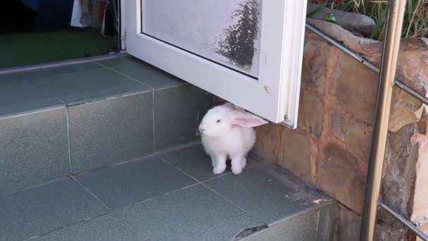 Weiße Kaninchen auf den Straßen der Stadt. Kaninchen aus Zoo entkommen — Stockvideo
