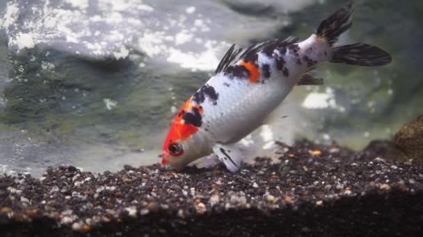 Koi vis. Karper Japanse vis in oranje, wit, zwart, geel, kleuren. — Stockvideo