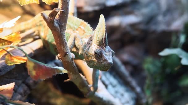 Portrait of chameleon lizard changing color of skin. selective focus — Stock Video