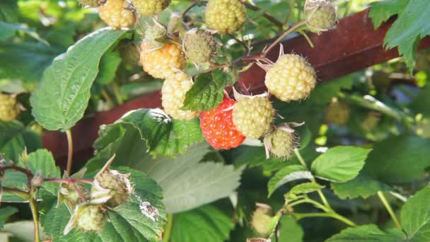 Frambuesas. Cultivando bayas orgánicas de cerca. Frambuesa madura en el huerto de frutas — Vídeos de Stock