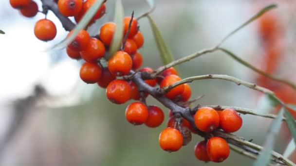 Sea buckthorn growing on a tree close up Hippophae rhamnoides. Organic berries on the branches of a tree — Stock Video
