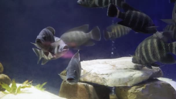 A nílusi tiláfiában élő halak a tiláfiában élnek. Ételhalként kereskedelmi szempontból fontos, és tenyésztett is. Kereskedelmi nevén mangóhal. — Stock videók