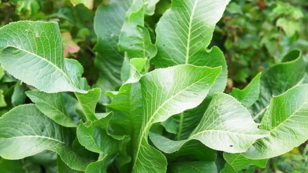 Folhas de rábano Armoracia rusticana planta cultivada popular na Rússia folhas e raízes são usados na cozinha e medicina. — Vídeo de Stock