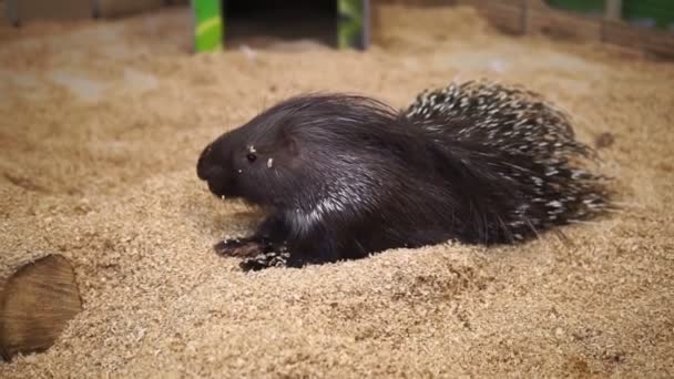 Porcupine à crête un gros rongeur dans le zoo — Video